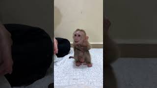 Lil Baby Monkey Max And Family [upl. by Royal]