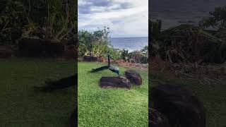 Mirissa  Sri Lanka shortvideo srilanka beach birds cometosrilanka nature naturelovers [upl. by Stanislaw106]