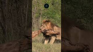 Lion Drags Giraffe Carcass Raw Power in Amboseli National Park maasaimara wildlifewarriors [upl. by Golden]