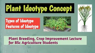 Plant Ideotype concept types of ideotype Features of ideotype [upl. by Greff76]