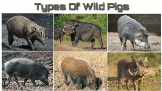 Types Of Wild Pigs [upl. by Yrral]