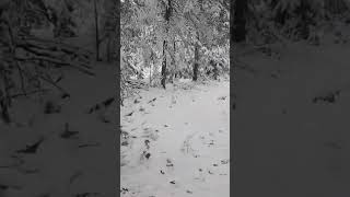 Relaxing Minute of Nature 2 snowboarding asmr shorts [upl. by Falconer3]