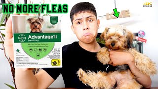 How to Get Rid of Fleas  Bayer Advantage ll Flea Treatment [upl. by Edd708]