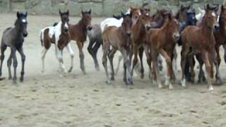 LCC 2010 Nurse Mare Foals [upl. by Kyriako403]