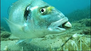 Doradas comiendo berberechos  Gilthead sea bream eating cockles [upl. by Houlberg]