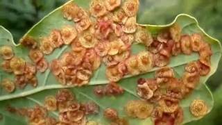 Spangle Galls on Oak Leaves  Neuroterus quercusbaccarum [upl. by Yhtuv500]