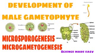 DEVELOPMENT OF MALE GAMETOPHYTE  MICROSPOROGENESIS  MICROGAMETOGENESIS  SCIENCE MADE EASY [upl. by Meriel79]