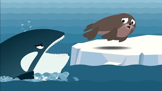 The Seal vs Orca killer whale vs Polar Bear Who would win Work Together [upl. by Larrabee820]