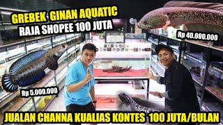 GREBEK CHANNA BARCA 40 JUTA GinanAquatic KOTA YOGYAKARTA [upl. by Trust]