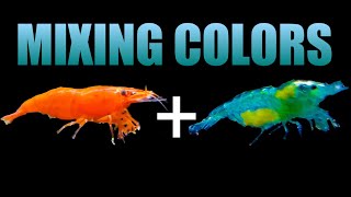 Breeding Cherry Shrimp  Mixing Different Colors of Shrimp [upl. by Avad]