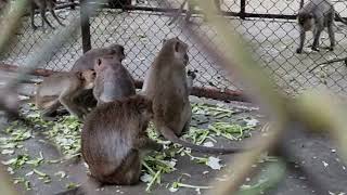 A group of Crabeating macaques [upl. by Onitsirc]