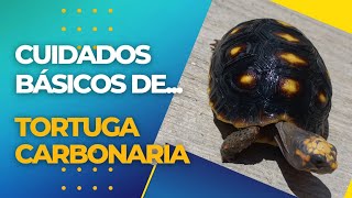 Cuidados Básicos de la Tortuga Carbonaria [upl. by Levi]