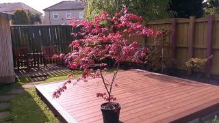 Shirasawanum Yasemin Japanese Maple  1st May 2017 [upl. by Ennaej]