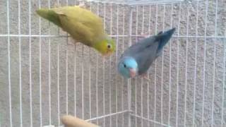 Pacific Parrotlet Breeding Pair  Parrotletbirds [upl. by Kcinomod]