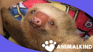 Baby sloth found clinging for life on sandy beach [upl. by Novled]