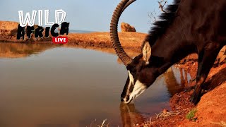 Watch Wild Animals In Africa  Wild Africa LIVE [upl. by Yetak]