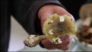 VIDÉO Poitiers  les conseils dune spécialiste pour une cueillette des champignons sans danger [upl. by Kristoforo]