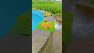 Pind Pool Party pindwale villagelife vlog pindlife sunday pind village tubewell pindawale [upl. by Ahsitahs]