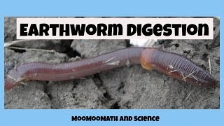 Earthworm digestive system [upl. by Tnarg]