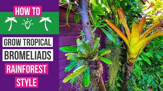 How to grow Bromeliads tropical rainforest style [upl. by Suoirad193]