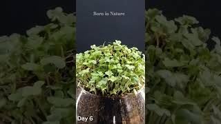 Growing Herbal plants  Time Lapse [upl. by Wagshul754]