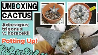 UNBOXING Ariocarpus trigonus v horacekii CACTUS  Includes the Repotting  MAY 2020 [upl. by Adirahs]