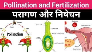 pollination and Fertilization परागण और निषेचन theory concept biology [upl. by Ronnie]