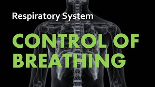 Control of Breathing  Respiratory System 05  Anatomy amp Physiology [upl. by Llenrap]