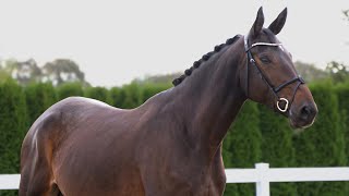 2018 mare Jumping and Dressage SOLD [upl. by Manfred44]