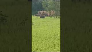 Elephant new video like share comment subscribe kejia please [upl. by Gladstone259]