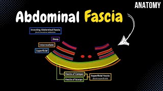 Fascia of the Abdomen Superficial Investing Abdominal Endoabdominal [upl. by Hilaire891]