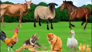 Farm Animal Sounds Dog Cow Sheep Duck Cat  Animal Sounds [upl. by Anole]