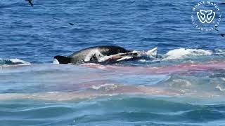 Killer Whale Hunt Straptoothed Beaked Whale  23124 [upl. by Aisetal]