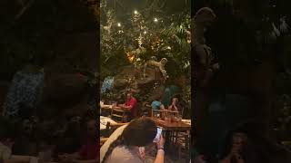 Rainforest cafe [upl. by Eidnak]