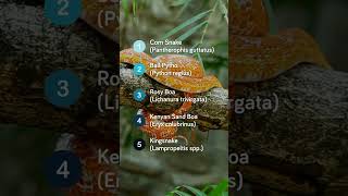 Top 5 BeginnerFriendly Pet Snakes According to Vets [upl. by Sardse]