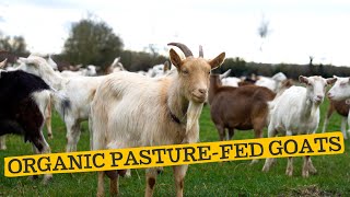 Organic Pasturefed Goats  Horton House Farm [upl. by Hadnama275]