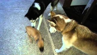 Black Mouth Cur puppy vs 2 Siberian huskies [upl. by Macri]