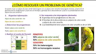 CÓMO RESOLVER PROBLEMAS DE GENÉTICA [upl. by Trixi]