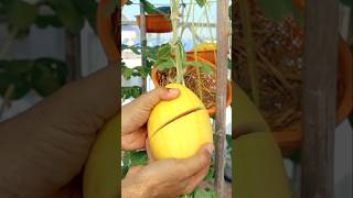 Container garden Growing watermelon from seeds to harvest watermelon v87garden garden shorts [upl. by Lauren]