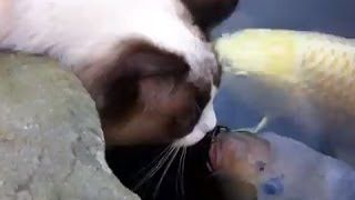 Best of Cat amp Koi fish compilation [upl. by Yentiw]