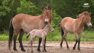 Przewalskipferd und KulanJungtiere im Tierpark Berlin  Przewalskis horse and kulan offspring [upl. by Llyrpa]