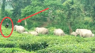 elephant in village vlog [upl. by Ott]