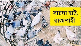 20 October  কবুতরের বাজার দর জেনে নিন সারদা হাট রাজশাহী  2024  Sarda Pigeon Market [upl. by Haorbed]