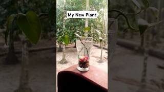 My New Plant  Pothos Plants shorts CreativeCraftsByFahima viralshorts [upl. by Wenz]