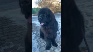 Ньюфаундленд  grooming newfoundland  newfoundland [upl. by Erb]