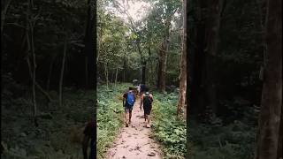 Inside Forest❤ forest youtube youtubeshorts travel shortsfeed trip shorts nature [upl. by Ardenia]