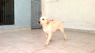 Cachorro labrador 6 meses [upl. by Shedd440]