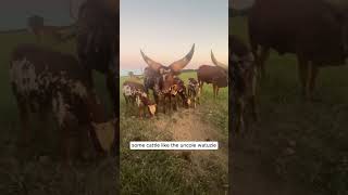 🤯 Cattle Horn Variety Show 🐮 HornSizeMatters [upl. by Weinman]