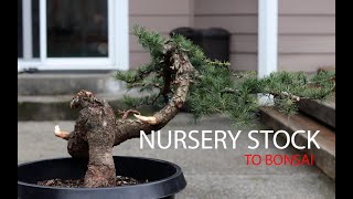 Nursery to Bonsai  Deodar Cedar Cedrus Deodara [upl. by Sax780]