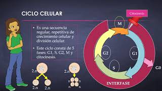 CICLO CELULAR PARTE I INTERFASE [upl. by Allis]